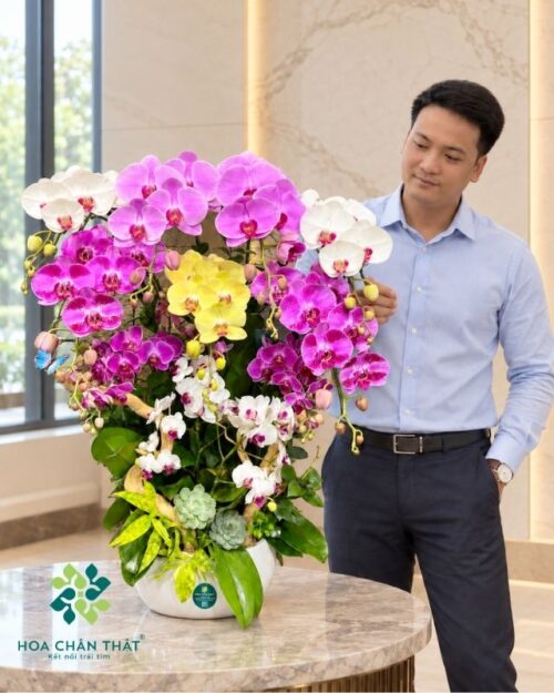 Chậu lan hồ điệp 7 cành lớn mix 3 gốc mini – Vạn Lộc Thành Công