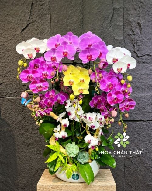 Chậu lan hồ điệp 7 cành lớn mix 3 gốc mini – Vạn Lộc Thành Công