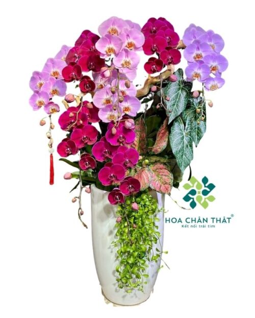 Chậu lan hồ điệp 8 cành hồng tím – Phúc Lộc Sum Vầy