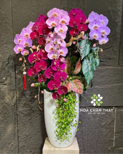 Chậu lan hồ điệp 8 cành hồng tím – Phúc Lộc Sum Vầy