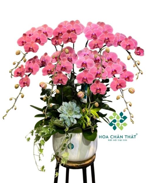 Chậu lan hồ điệp 8 cành màu đỏ – An Khang Vượng Phúc