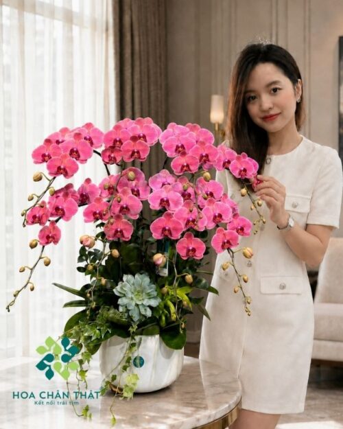 Chậu lan hồ điệp 8 cành màu đỏ – An Khang Vượng Phúc