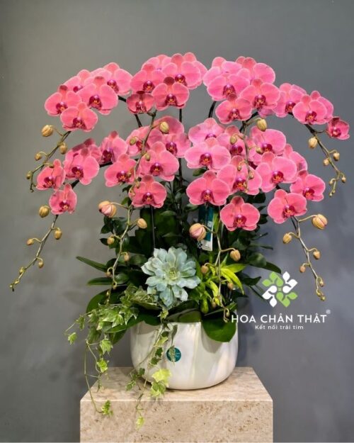 Chậu lan hồ điệp 8 cành màu đỏ – An Khang Vượng Phúc