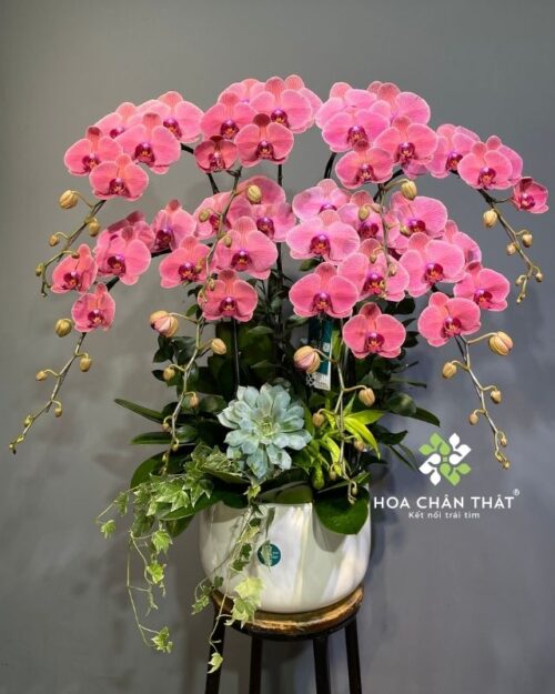Chậu lan hồ điệp 8 cành màu đỏ – An Khang Vượng Phúc
