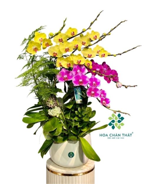 Chậu lan hồ điệp 8 cành vàng tím – Đại Cát Đại Lợi