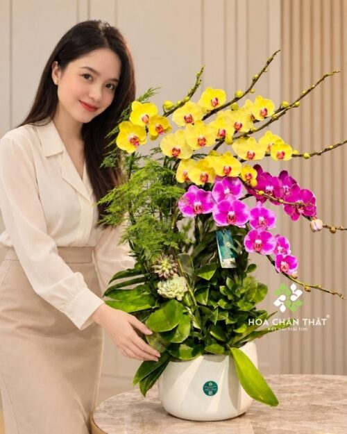 Chậu lan hồ điệp 8 cành vàng tím – Đại Cát Đại Lợi