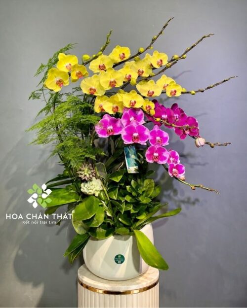 Chậu lan hồ điệp 8 cành vàng tím – Đại Cát Đại Lợi