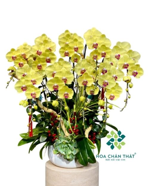 Chậu lan hồ điệp 9 cành vàng – Tài Lộc Hưng Phát