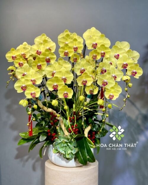 Chậu lan hồ điệp 9 cành vàng – Tài Lộc Hưng Phát