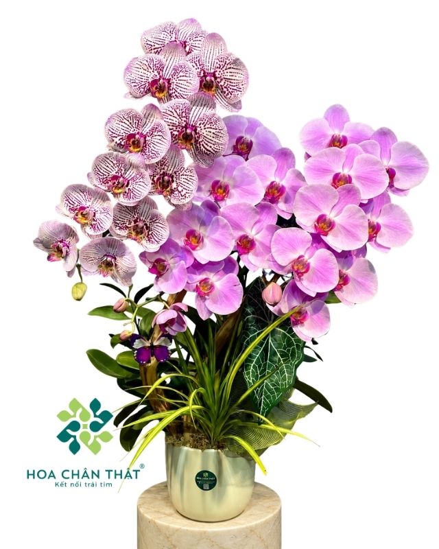 Chậu lan hồ điệp ghép lũa 3 cành – Sắc Hồng Yêu Thương Chậu lan hồ điệp ghép lũa 3 cành – Sắc Hồng Yêu Thương