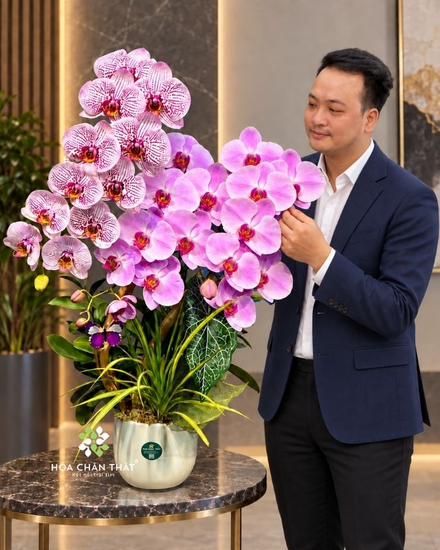 Chậu lan hồ điệp ghép lũa 3 cành – Sắc Hồng Yêu Thương Chậu lan hồ điệp ghép lũa 3 cành – Sắc Hồng Yêu Thương