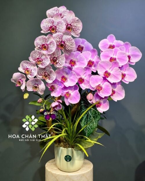 Chậu lan hồ điệp ghép lũa 3 cành – Sắc Hồng Yêu Thương