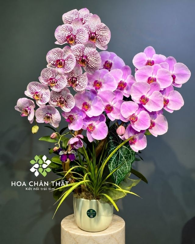 Chậu lan hồ điệp ghép lũa 3 cành – Sắc Hồng Yêu Thương Chậu lan hồ điệp ghép lũa 3 cành – Sắc Hồng Yêu Thương