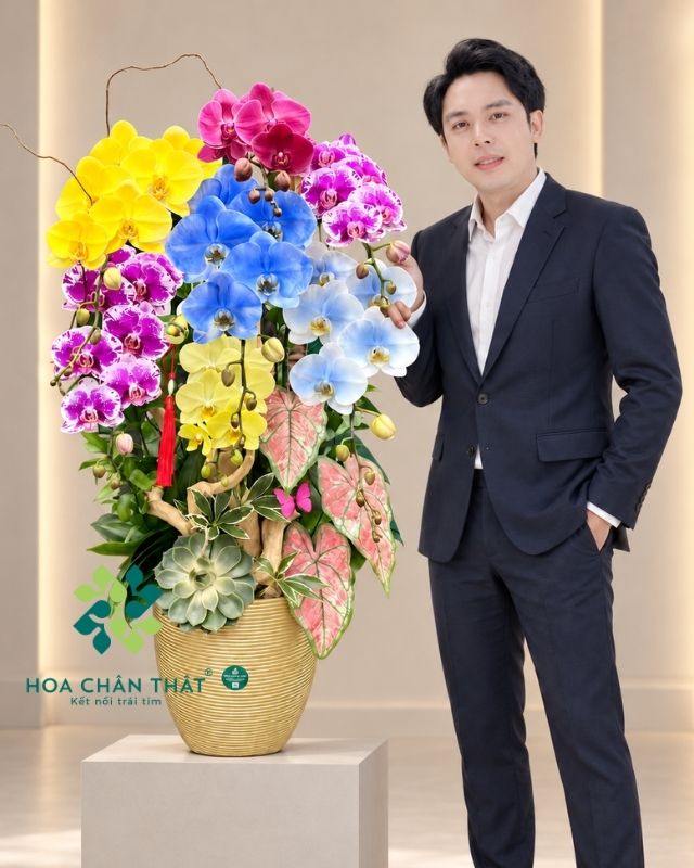 Chậu lan hồ điệp ghép lũa 7 cành phối màu – An Gia Hưng Thịnh Chậu lan hồ điệp ghép lũa 7 cành phối màu – An Gia Hưng Thịnh