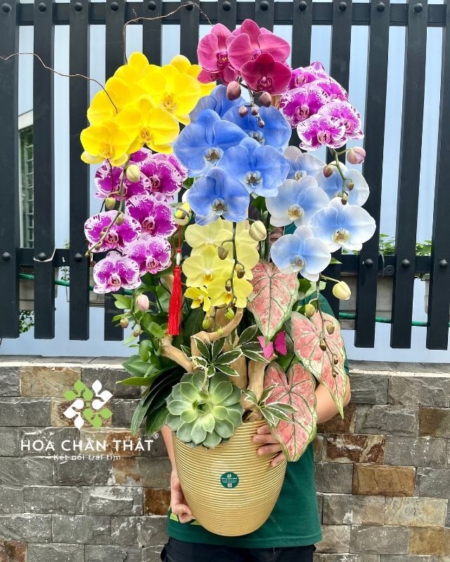 Chậu lan hồ điệp ghép lũa 7 cành phối màu – An Gia Hưng Thịnh Chậu lan hồ điệp ghép lũa 7 cành phối màu – An Gia Hưng Thịnh