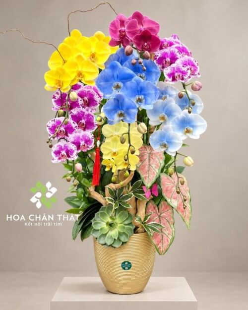 Chậu lan hồ điệp ghép lũa 7 cành phối màu – An Gia Hưng Thịnh