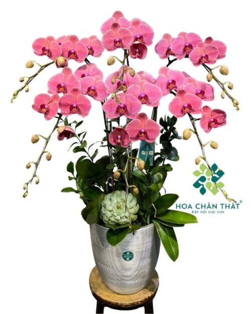 Chậu lan hồ điệp màu đỏ 6 cành – Thịnh Vượng Trường Phát