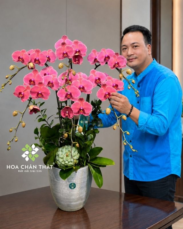 Chậu lan hồ điệp màu đỏ 6 cành – Thịnh Vượng Trường Phát Chậu lan hồ điệp màu đỏ 6 cành – Thịnh Vượng Trường Phát
