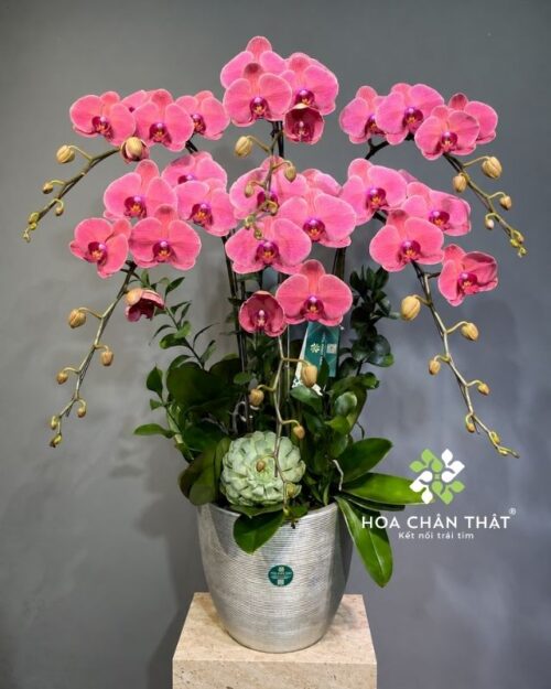Chậu lan hồ điệp màu đỏ 6 cành – Thịnh Vượng Trường Phát