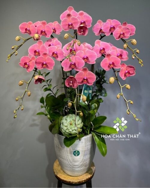 Chậu lan hồ điệp màu đỏ 6 cành – Thịnh Vượng Trường Phát