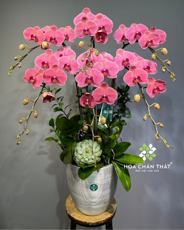 Chậu lan hồ điệp màu đỏ 6 cành – Thịnh Vượng Trường Phát Chậu lan hồ điệp màu đỏ 6 cành – Thịnh Vượng Trường Phát