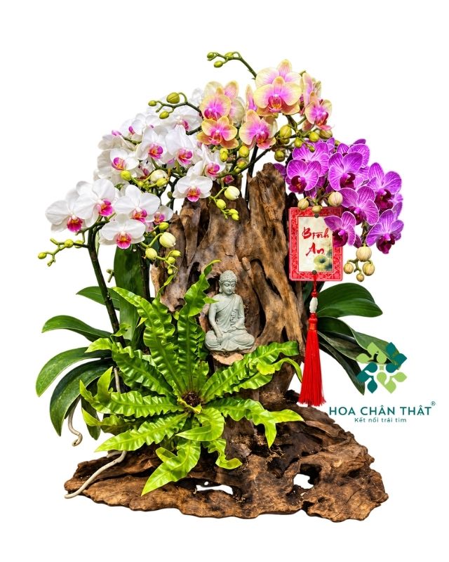Lan hồ điệp mini ghép lũa nghệ thuật - Vạn Sự Bình An Lan hồ điệp mini ghép lũa nghệ thuật - Vạn Sự Bình An