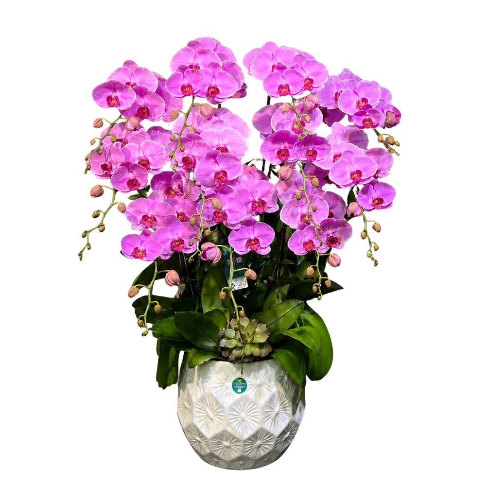Lan Hồ Điệp Ngày 20/10
