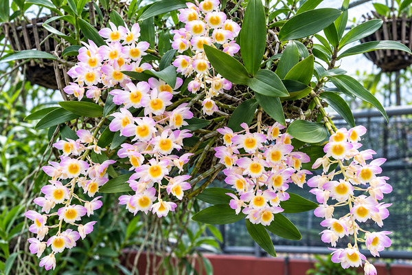 Các loại hoa lan màu tím đẹp, ý nghĩa và được yêu thích nhất Lan Kiều Dẹp