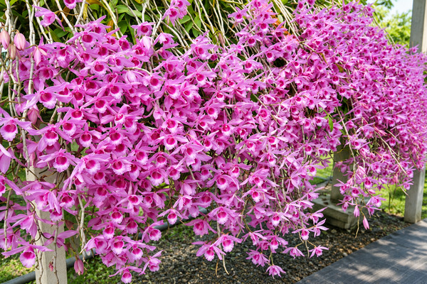 Các loại hoa lan màu tím đẹp, ý nghĩa và được yêu thích nhất Lan rừng giả hạc - Các loại hoa lan tím