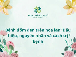 Bệnh đốm đen trên hoa lan