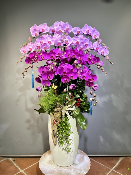 Cách chăm sóc lan hồ điệp đang ra hoa giúp hoa bền đẹp Chậu lan hồ điệp tím hồng được nhiều khách hàng yêu thích