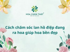 Cách chăm sóc lan hồ điệp đang ra hoa giúp hoa bền đẹp Cách chăm sóc lan hồ điệp đang ra hoa