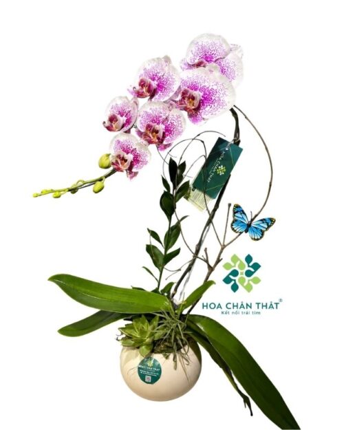 Chậu lan hồ điệp 1 cành trắng đốm tím – Món quà tinh tế