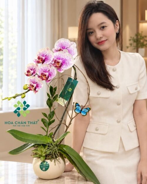 Chậu lan hồ điệp 1 cành trắng đốm tím – Món quà tinh tế