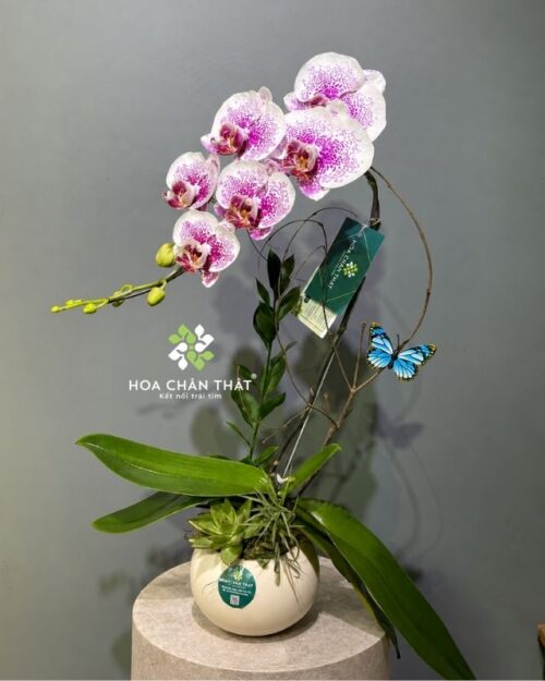 Chậu lan hồ điệp 1 cành trắng đốm tím – Món quà tinh tế