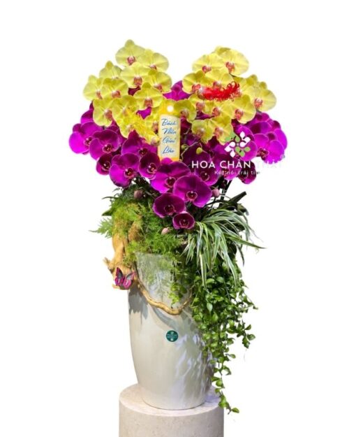 Chậu lan hồ điệp 10 cành vàng tím hình trái tim – Bách Niên Giai Lão