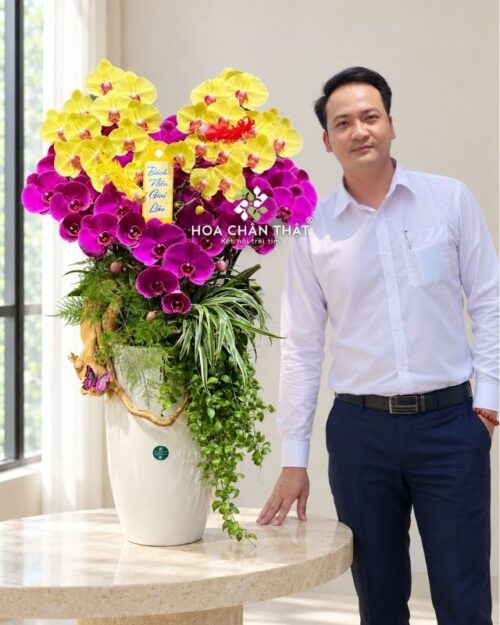 Chậu lan hồ điệp 10 cành vàng tím hình trái tim – Bách Niên Giai Lão