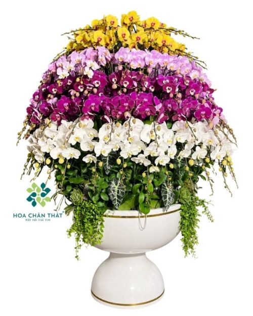 Chậu lan hồ điệp 120 cành phối màu – Thịnh Vượng Trường Hưng