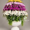 Chậu lan hồ điệp 120 cành phối màu – Thịnh Vượng Trường Hưng