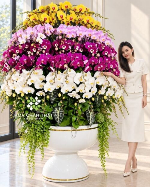 Chậu lan hồ điệp 120 cành phối màu – Thịnh Vượng Trường Hưng
