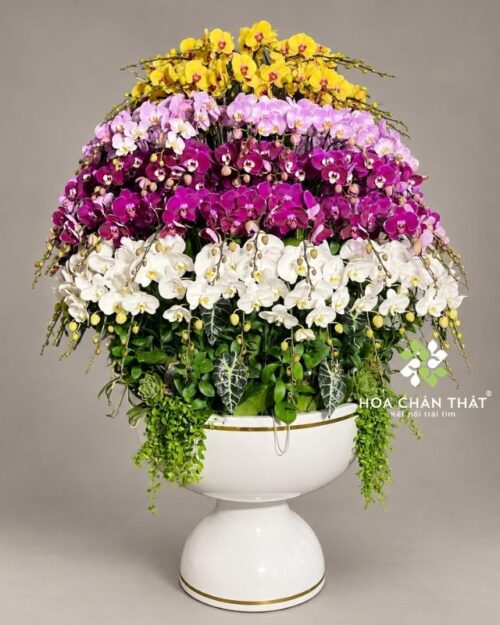 Chậu lan hồ điệp 120 cành phối màu – Thịnh Vượng Trường Hưng
