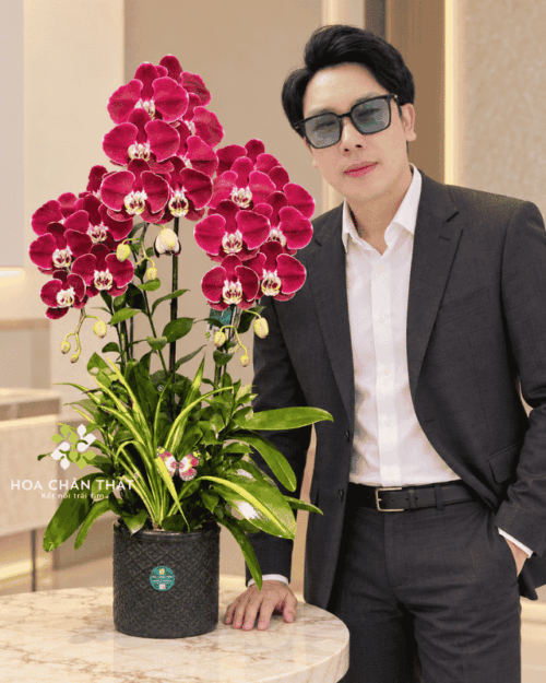 Chậu lan hồ điệp 3 cành đỏ ngọc trai – Vạn Lộc Như Ý