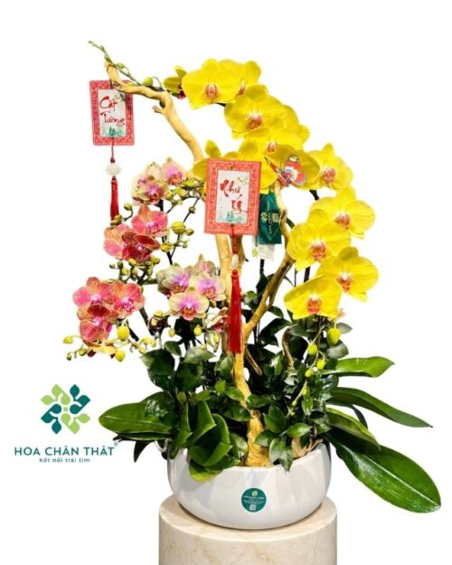 Chậu lan hồ điệp 3 cành vàng mix 2 mini – Như Ý Trường An