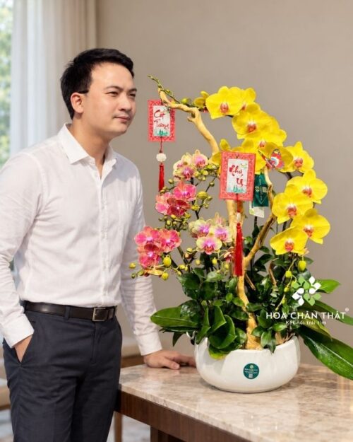 Chậu lan hồ điệp 3 cành vàng mix 2 mini – Như Ý Trường An