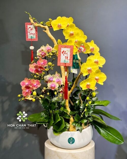 Chậu lan hồ điệp 3 cành vàng mix 2 mini – Như Ý Trường An