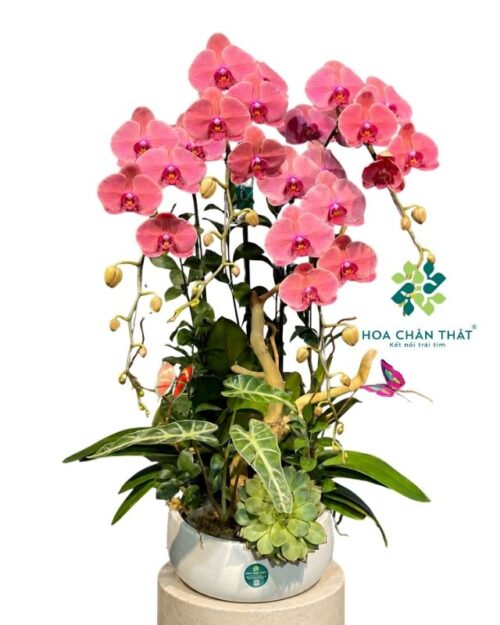 Chậu lan hồ điệp 4 cành đỏ dâu – An Nhiên Như Ý