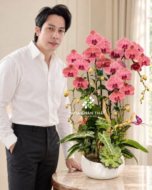 Chậu lan hồ điệp 4 cành đỏ dâu – An Nhiên Như Ý