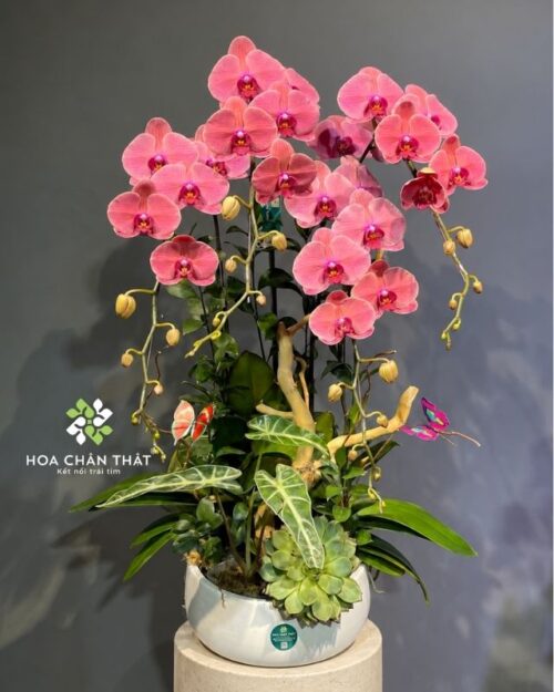 Chậu lan hồ điệp 4 cành đỏ dâu – An Nhiên Như Ý