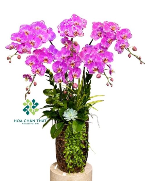 Chậu lan hồ điệp 6 cành hồng bản đồ – Cát Tường Vạn Sự