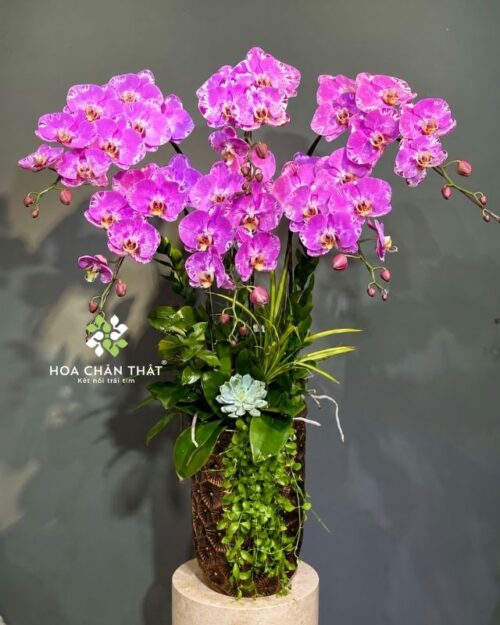Chậu lan hồ điệp 6 cành hồng bản đồ – Cát Tường Vạn Sự